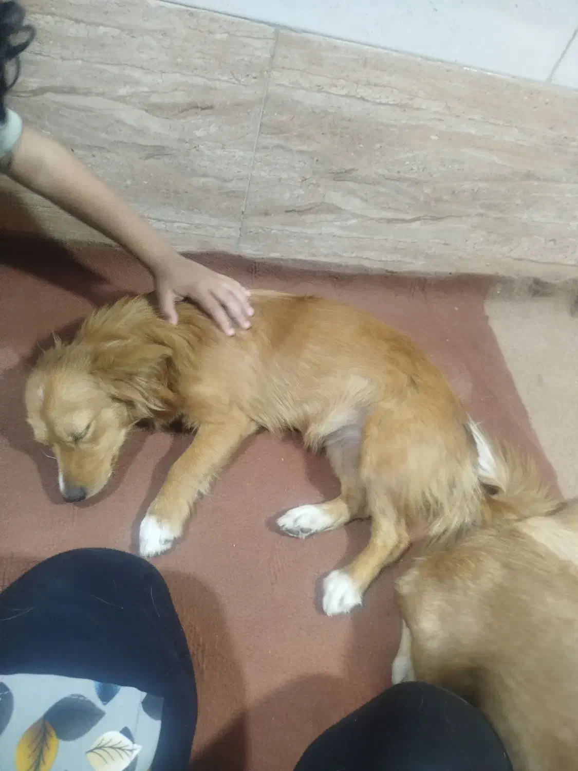 واگذاری سگ خارجی|سگ|باوی, |دیوار