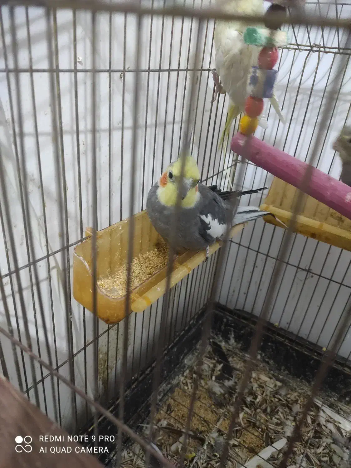 جفت عروس هلندی|پرنده|مشهد, امیر|دیوار