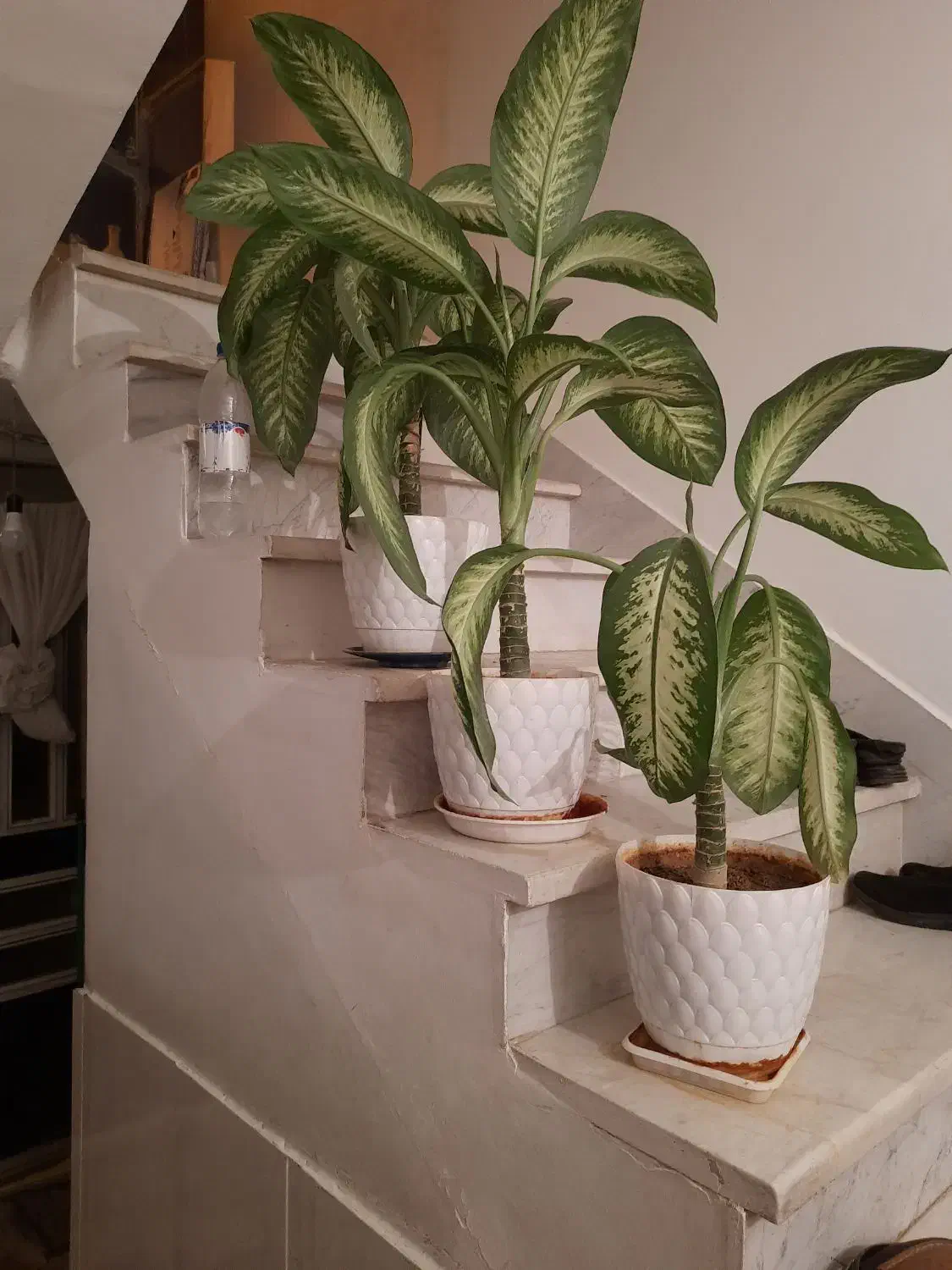 گل طبیعی سالم|گل و گیاه طبیعی|کرمانشاه, |دیوار