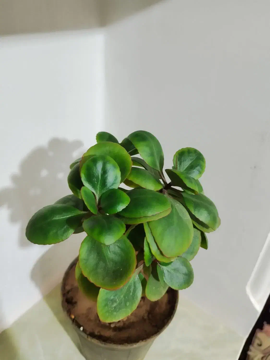 گل قاشقی|گل و گیاه طبیعی|معصومیه, |دیوار