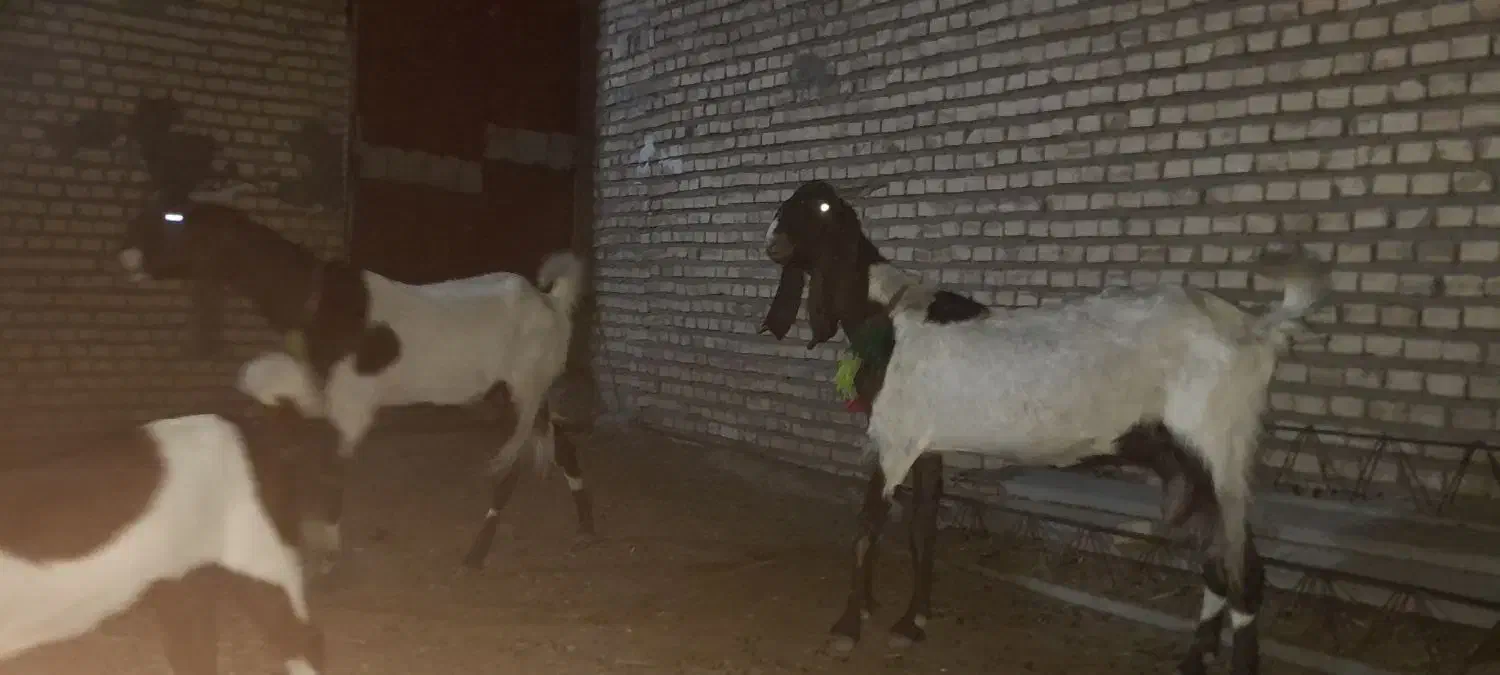 دوتا بز با ی بیگ|حیوانات مزرعه|شوشتر, |دیوار