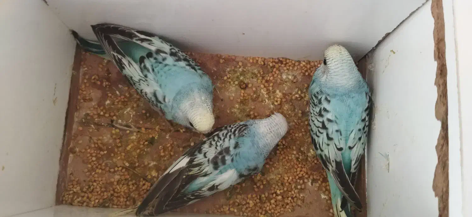 یک جفت مرغ عشق با بچه|پرنده|چهاربرج, |دیوار