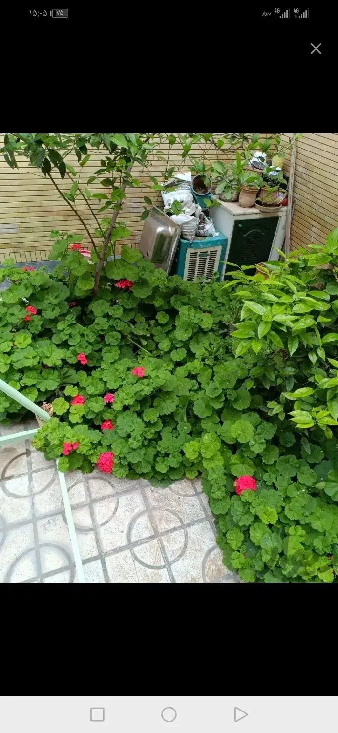 گل دیفن. پتوس. بنجامین. سانسوریا|گل و گیاه طبیعی|شیراز, باغ تخت|دیوار