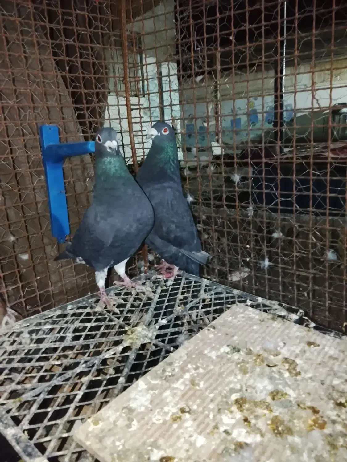 کبوتر|پرنده|ایرانشهر, |دیوار