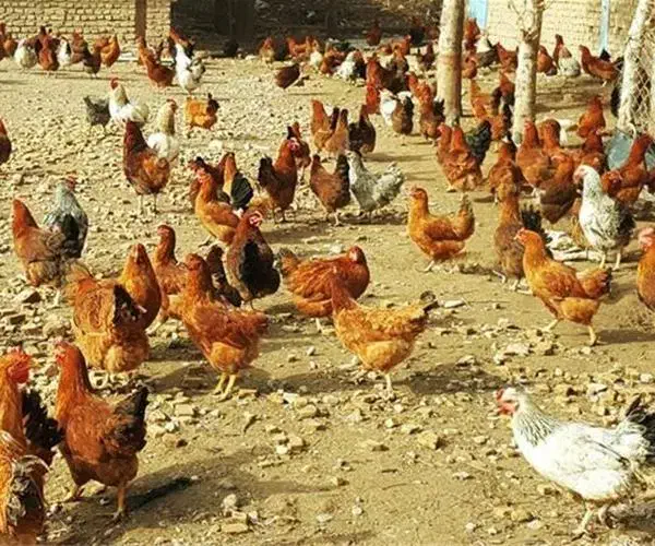 فروش مرغ محلی (رسمی)|حیوانات مزرعه|نطنز, |دیوار