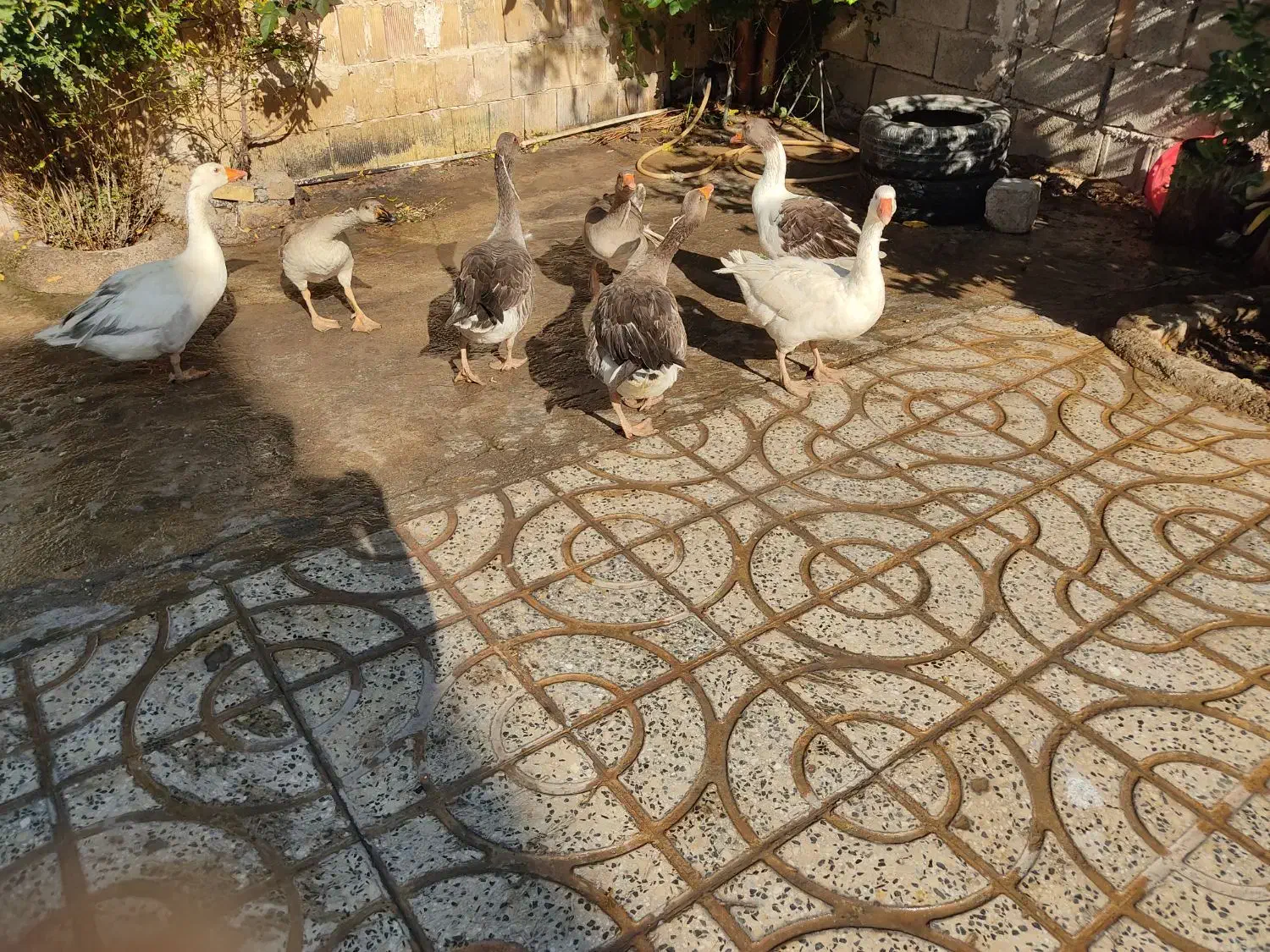 غاز گوشتی و تخم گذار دره‌شهر|حیوانات مزرعه|دره شهر, |دیوار