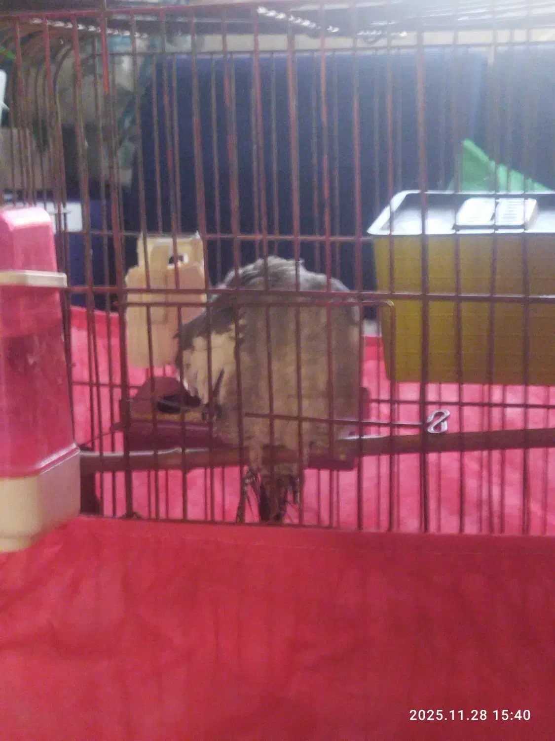 عروس هلندی نر|پرنده|آبیک, |دیوار