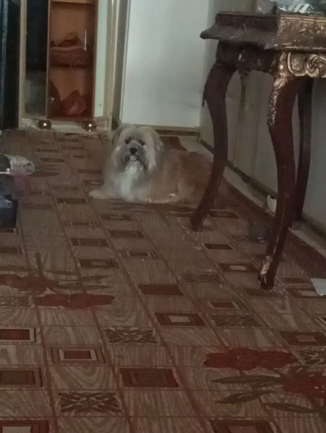 سگ یک ساله دوماه قدس از حیاط دزدیده شده|حیوانات|سبزوار, توحیدشهر|دیوار