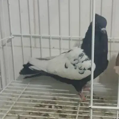 یه جفت کبوتر سینه سیاه محدوده تلخسرو باخت دادم|پرنده|یاسوج, |دیوار