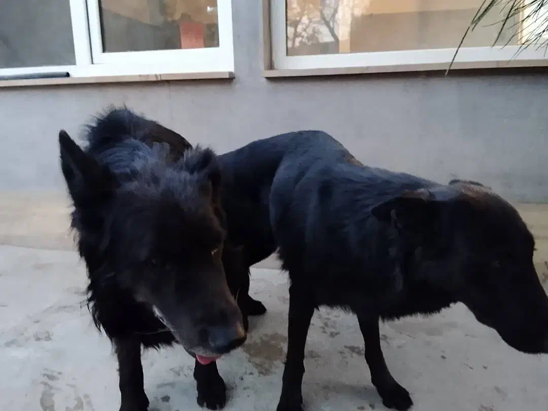 ژرمن بلک شپرد اصیل|سگ|صفادشت, |دیوار