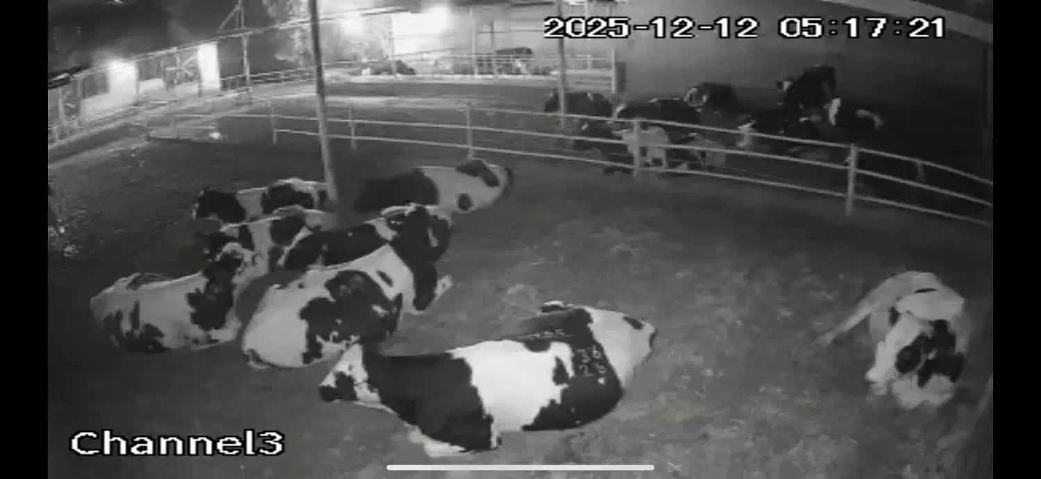 کارگر گاوداری|استخدام صنعتی، فنی، مهندسی|جوادآباد, |دیوار