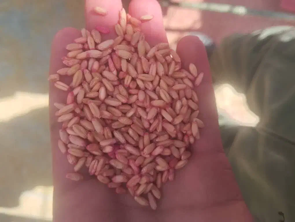 خدمات بوجاری در شیراز|خدمات پیشه و مهارت|شیراز, کفترک|دیوار