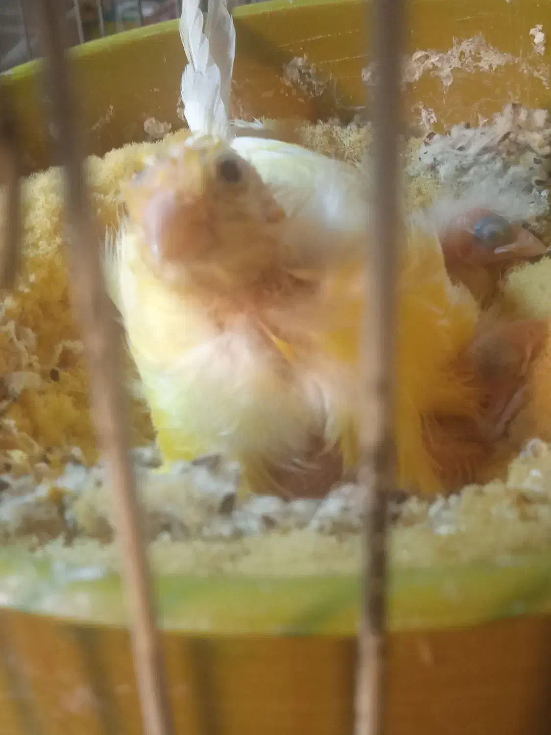 قناری ماده پس کوزه ای آماده|پرنده|قم, بکایی|دیوار