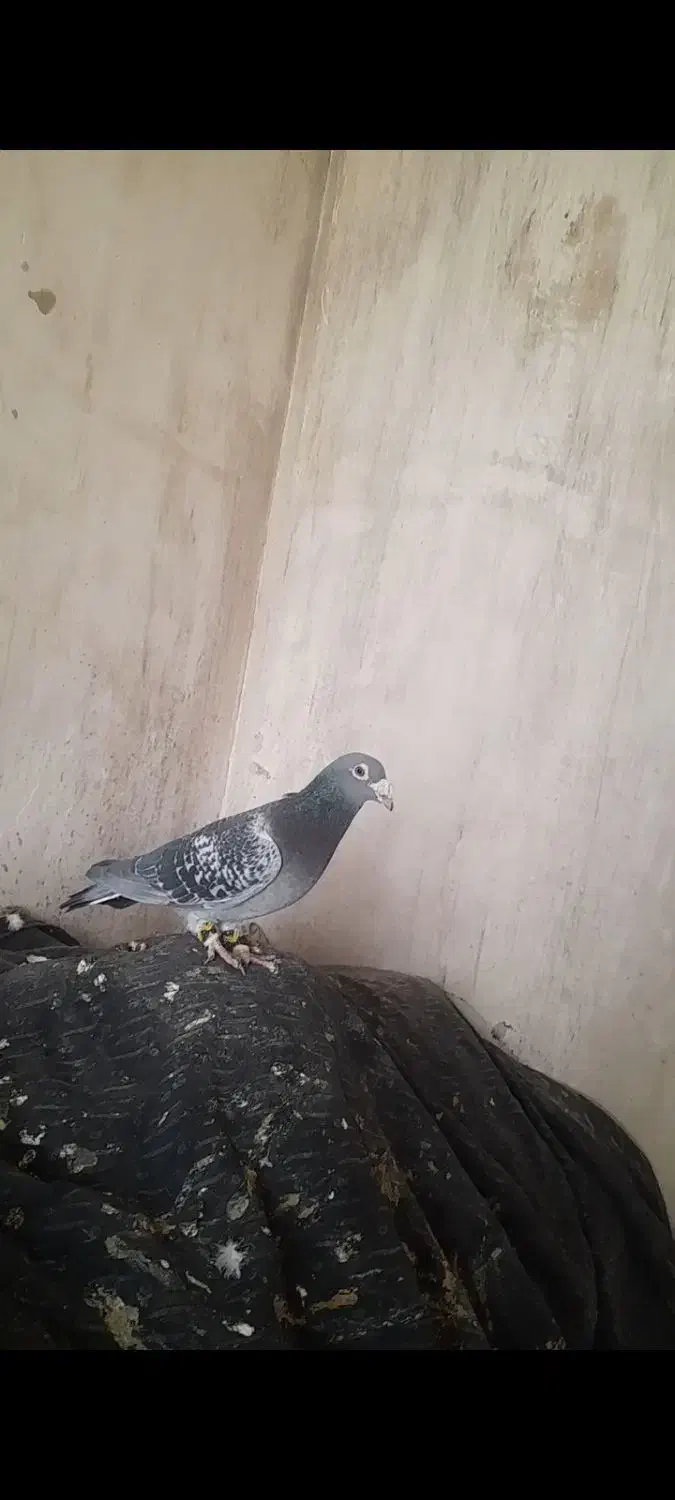 پرنده|پرنده|تربتحیدریه, حاجی یار|دیوار