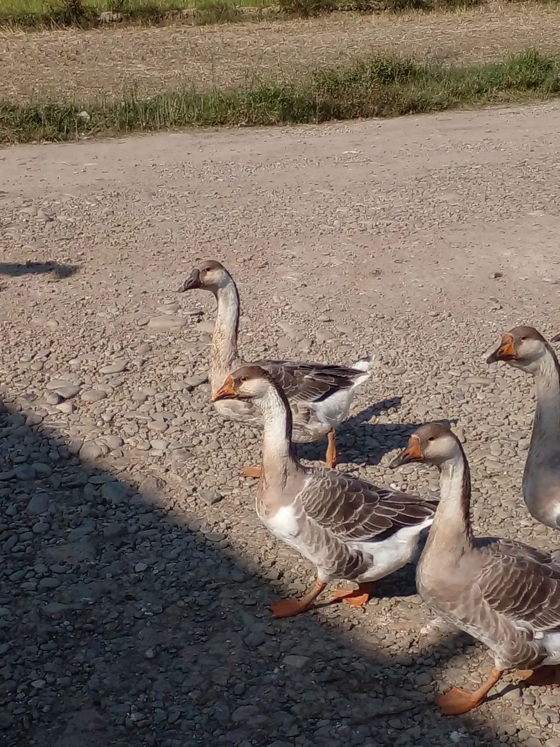 قوغاز|حیوانات مزرعه|شفت, |دیوار