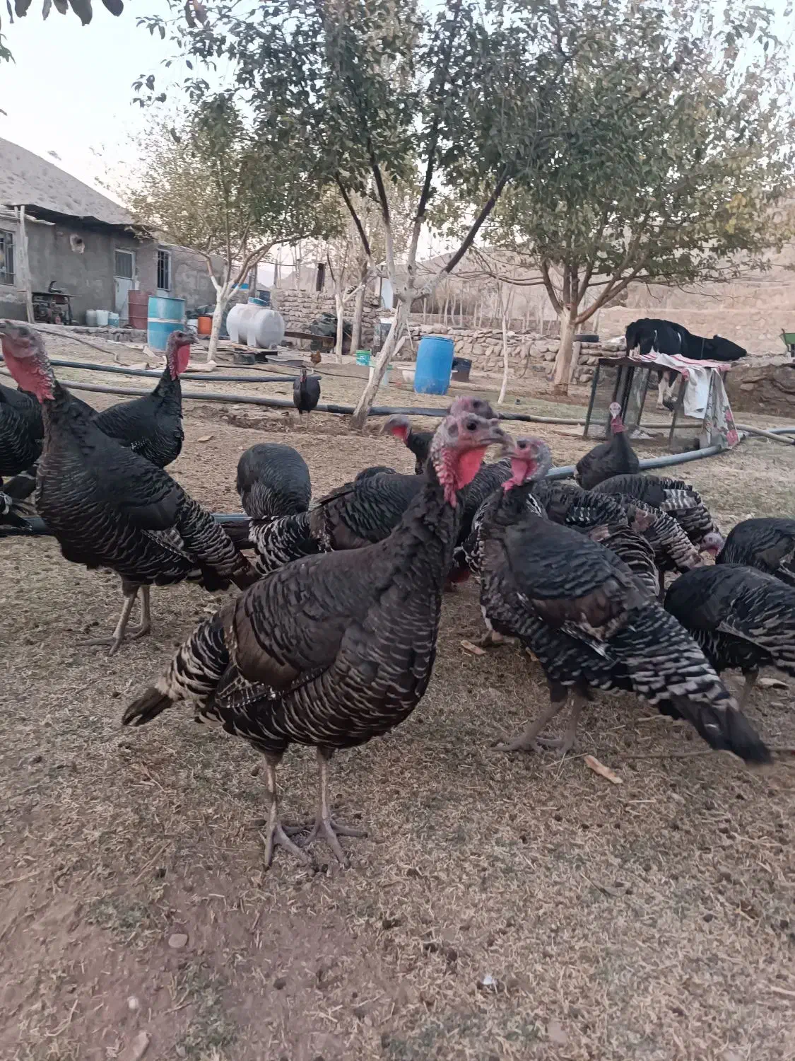 بوقلمون نر و ماده|حیوانات مزرعه|جاجرود, |دیوار