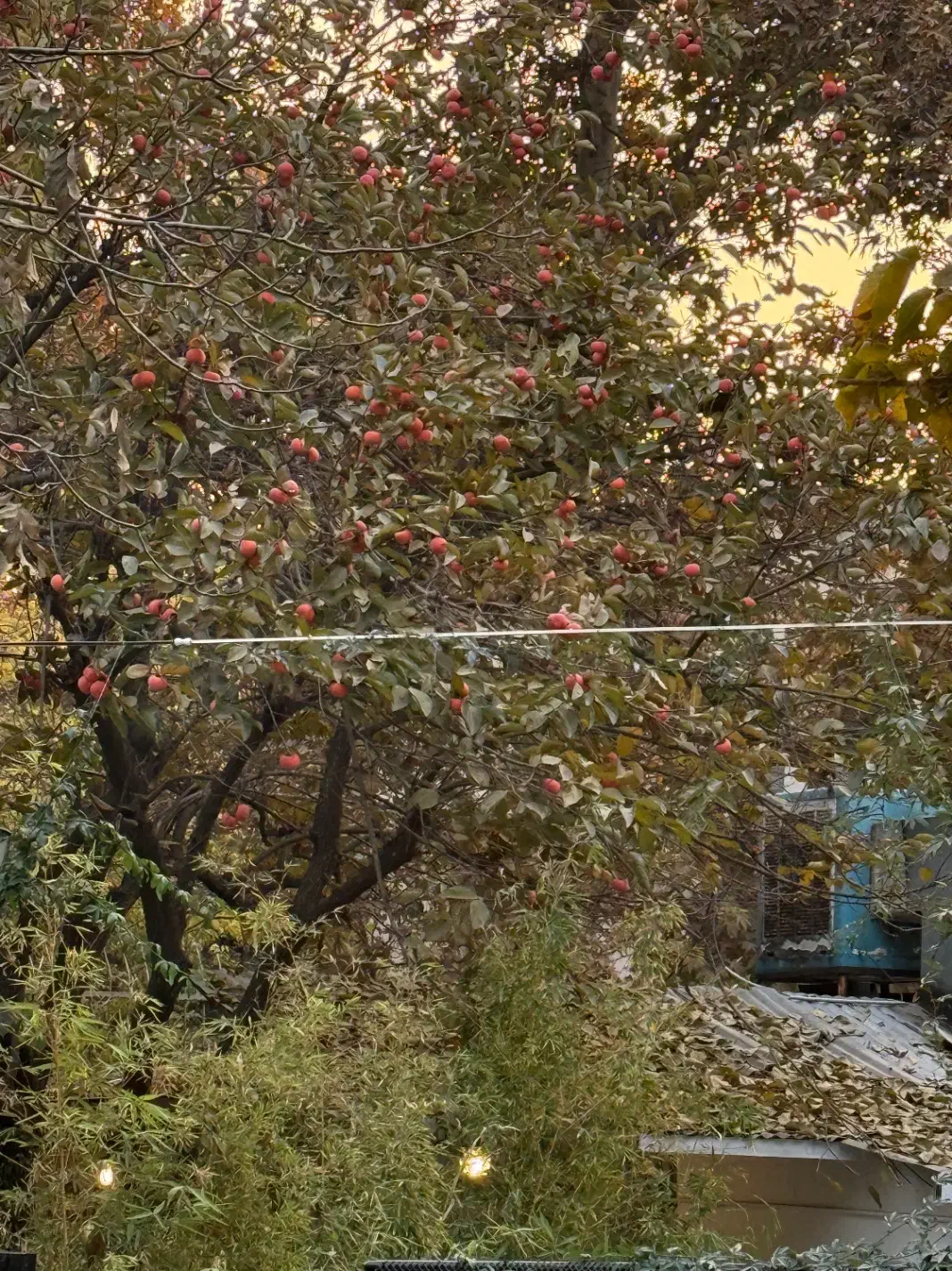 زمین فروشی در منطقه کیلاوند دماوند|فروش زمین و ملک کلنگی|ایوانکی, |دیوار