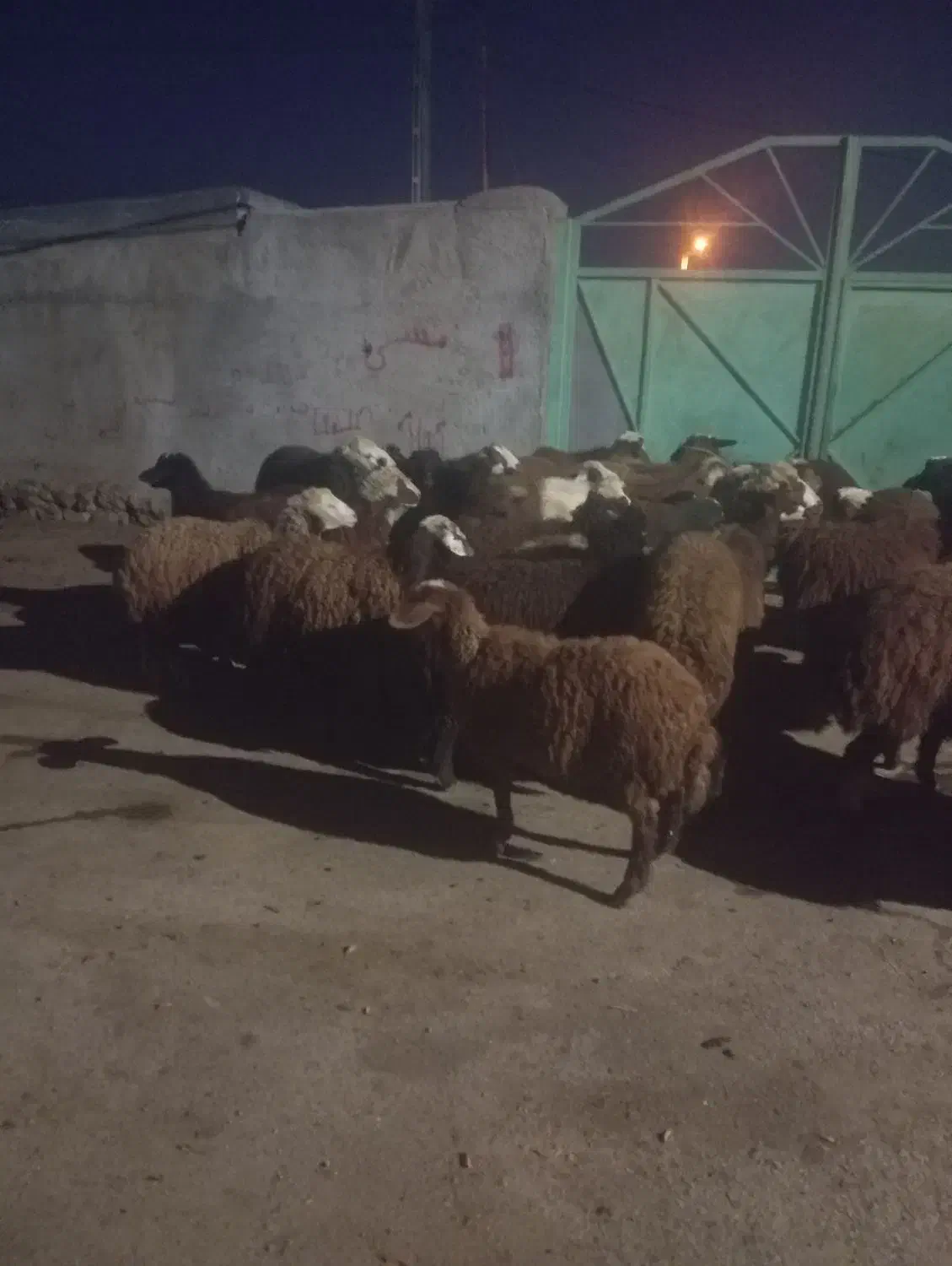 ۲۷تا توغلی|حیوانات مزرعه|سرعین, |دیوار