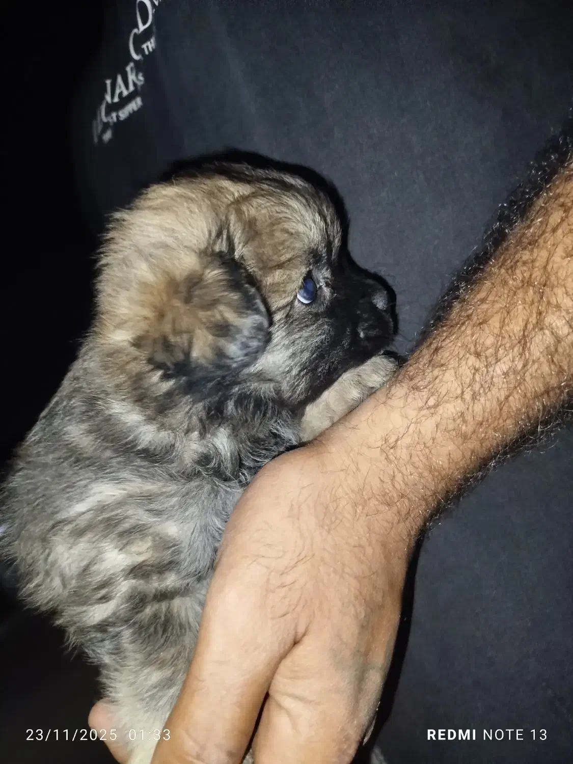 توله شیتزو پامرین|سگ|بندرعباس, |دیوار