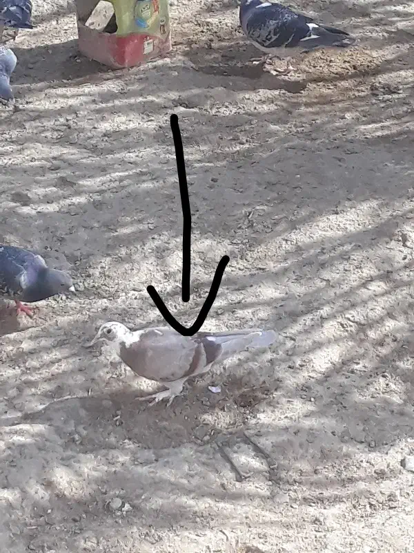 جفت جوجه ابلق قهوای و ابلق زرد|پرنده|زهک, |دیوار