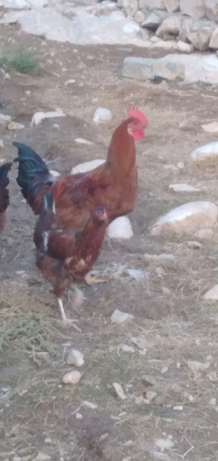 خروس|پرنده|کوهدشت, |دیوار