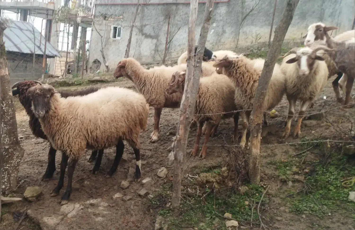 گوسفند زنده|حیوانات مزرعه|سیاهکل, |دیوار