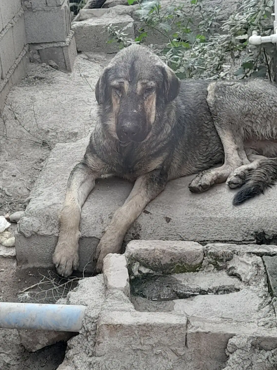 دوعدد توله پژدر|سگ|گنبد کاووس, |دیوار