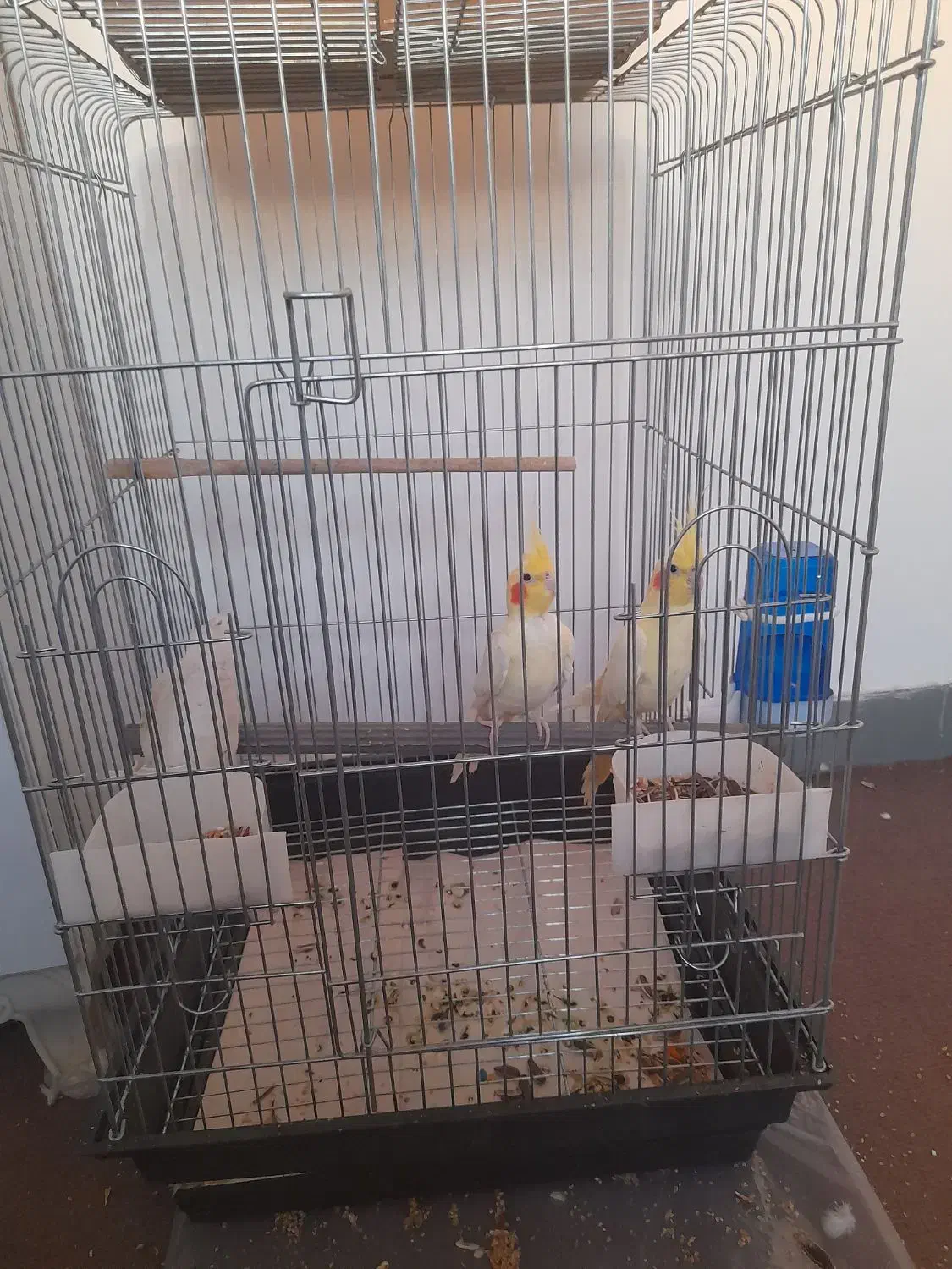 عروس هلندی|پرنده|اهواز, شهرک دانشگاه|دیوار