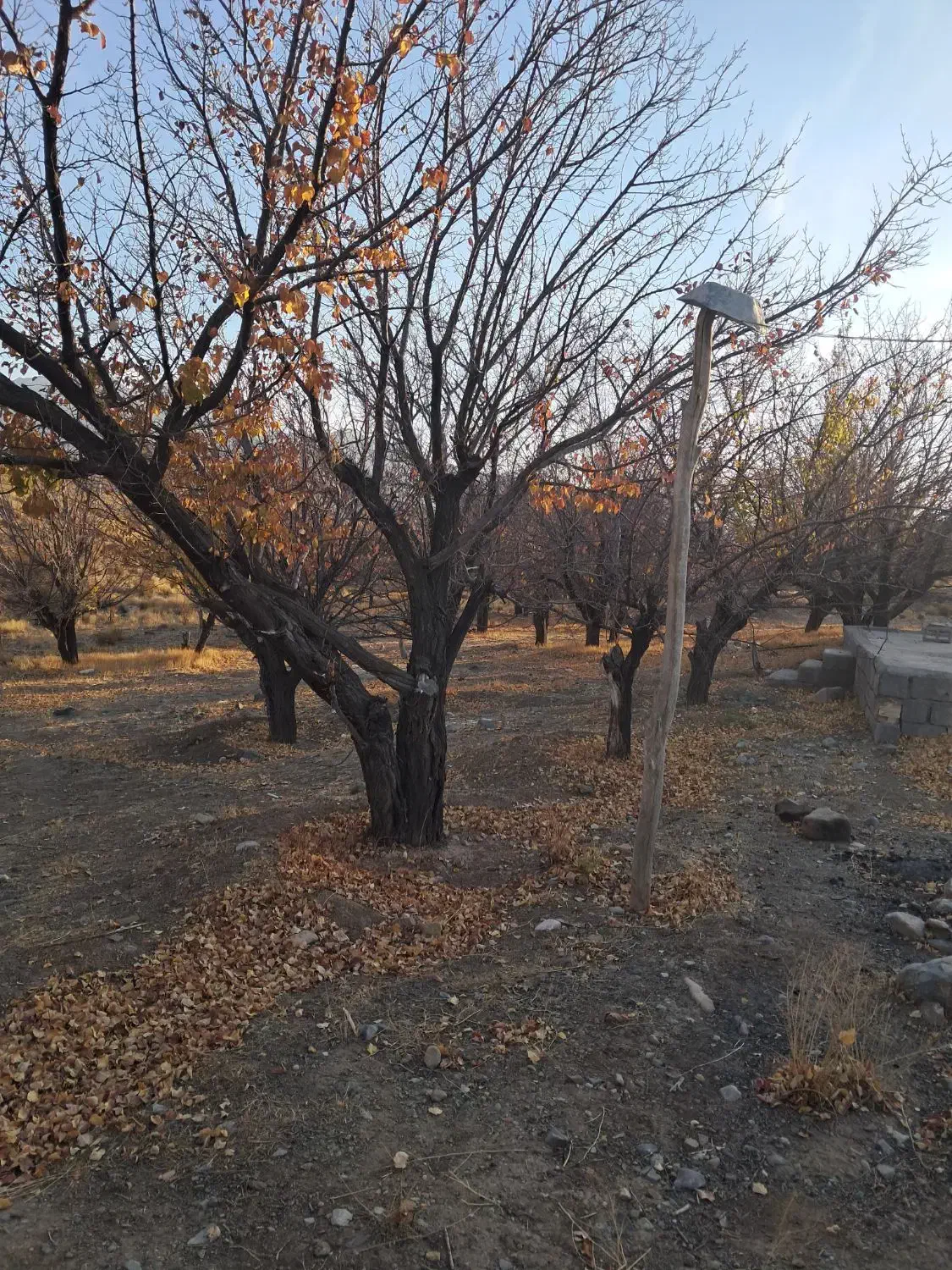 ۱۵ قصب زمین فروشی در حوزه سربیژن ساردو|فروش زمین و ملک کلنگی|درب بهشت, |دیوار