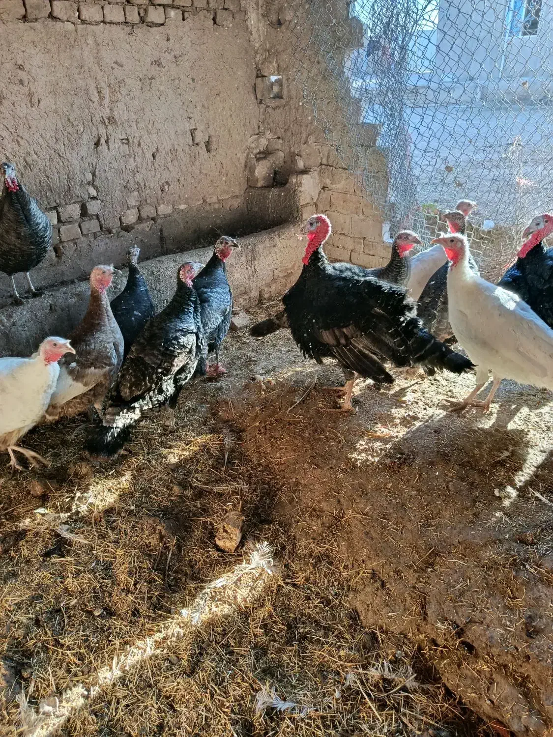 بوقلمون|حیوانات مزرعه|دشتابی, |دیوار