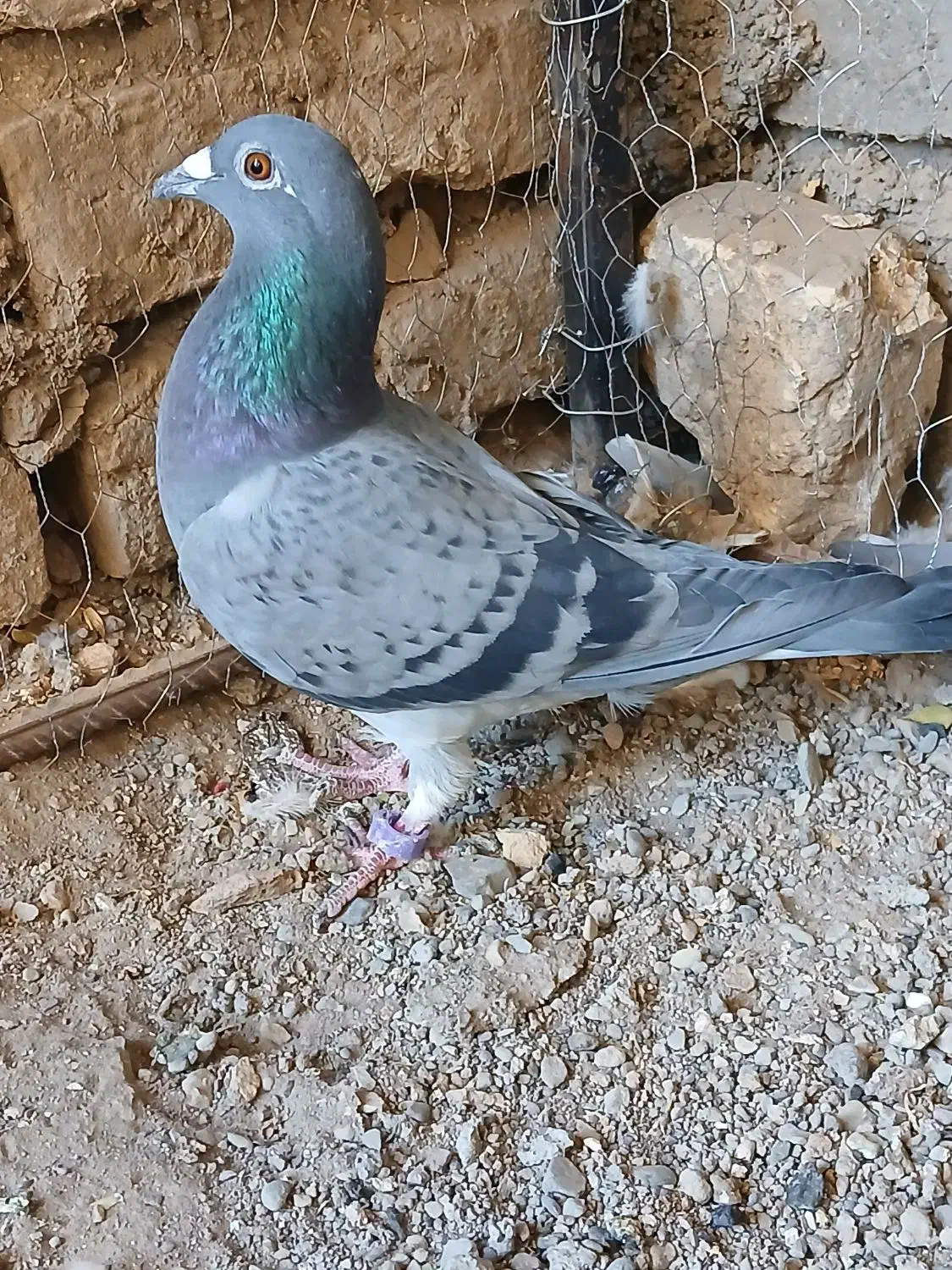 کفتر پرشی|پرنده|تربت‌حیدریه, میدان مرکزی|دیوار