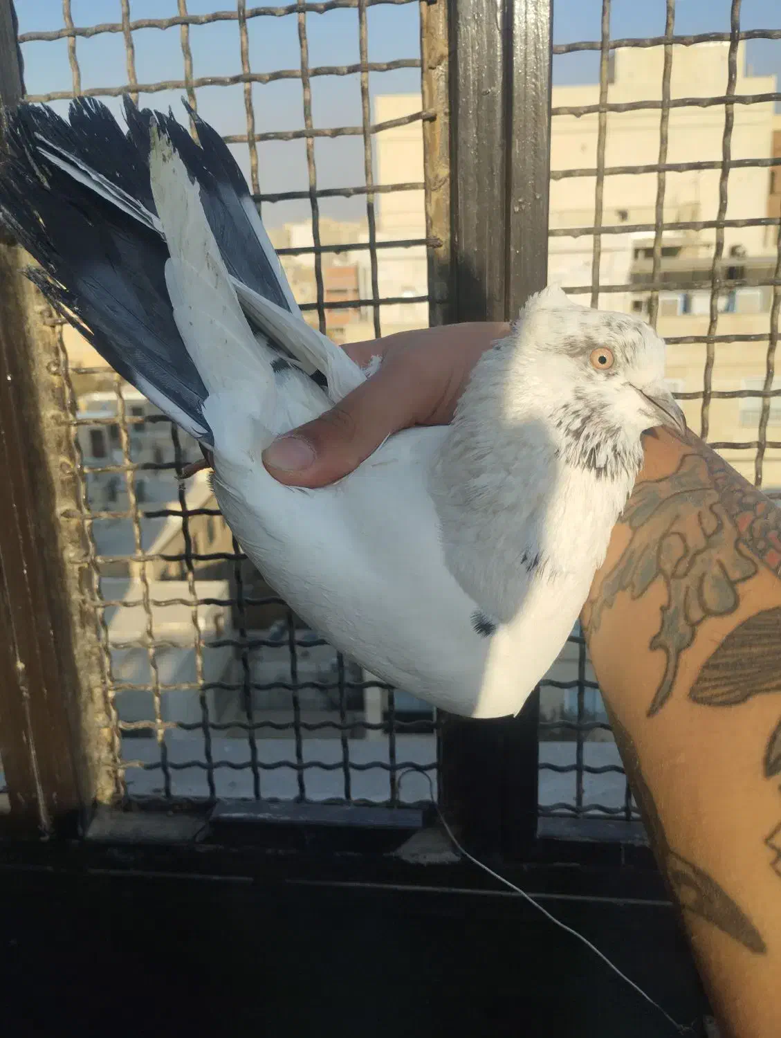 کفتر پرشی|پرنده|تهران, بهمن یار|دیوار