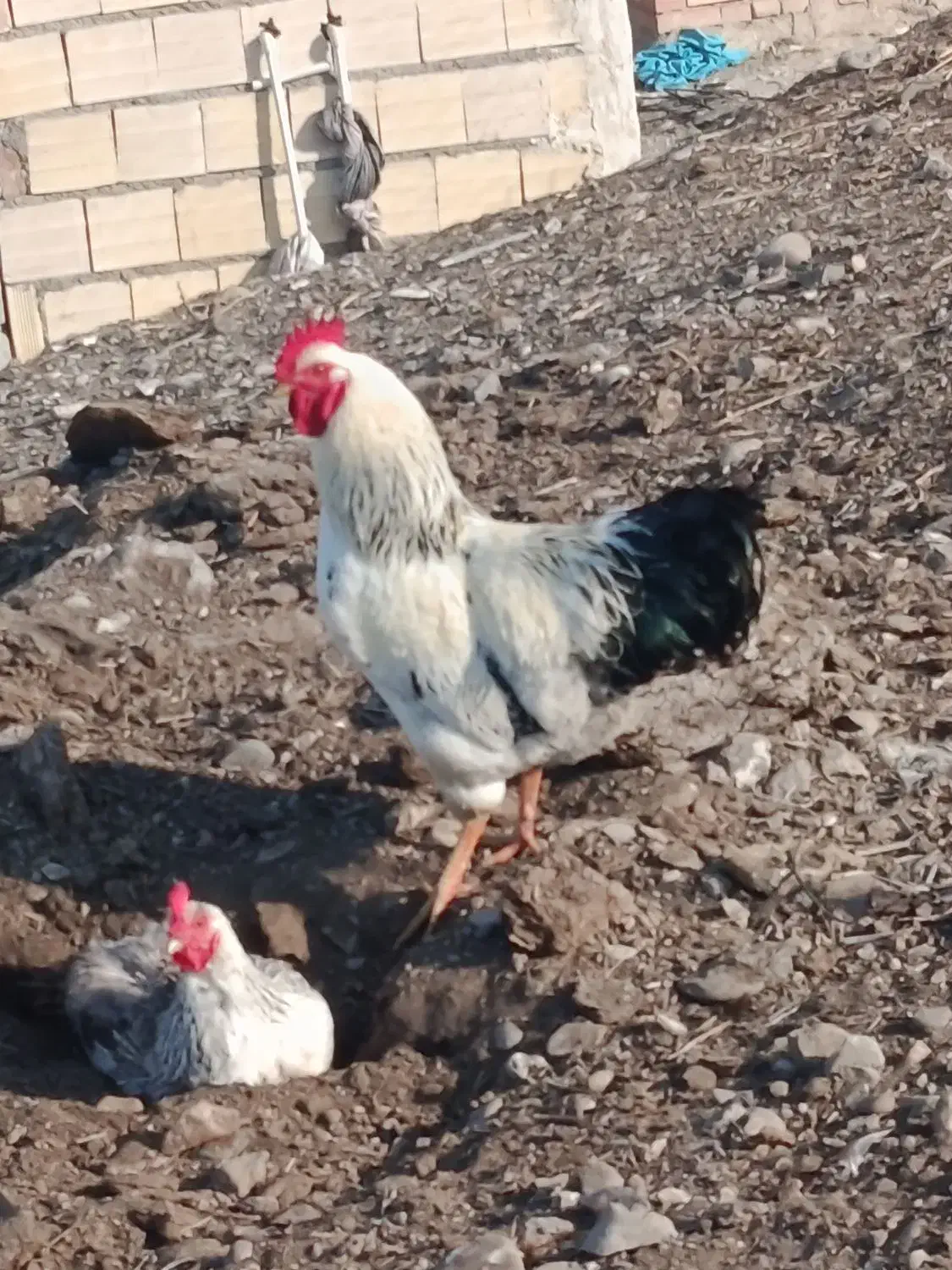 خروس|حیوانات مزرعه|بران, |دیوار