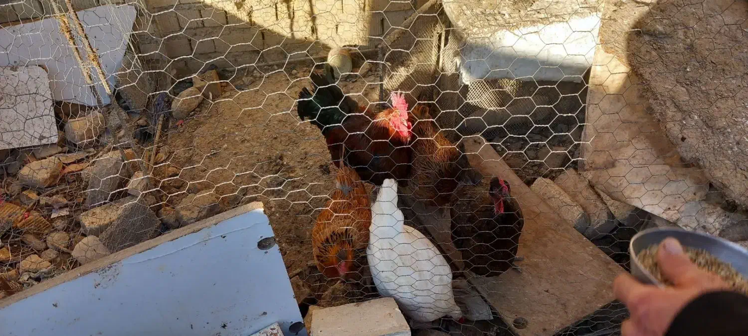 مرغ خروس محلی|حیوانات مزرعه|شیراز, کوشک میدان|دیوار