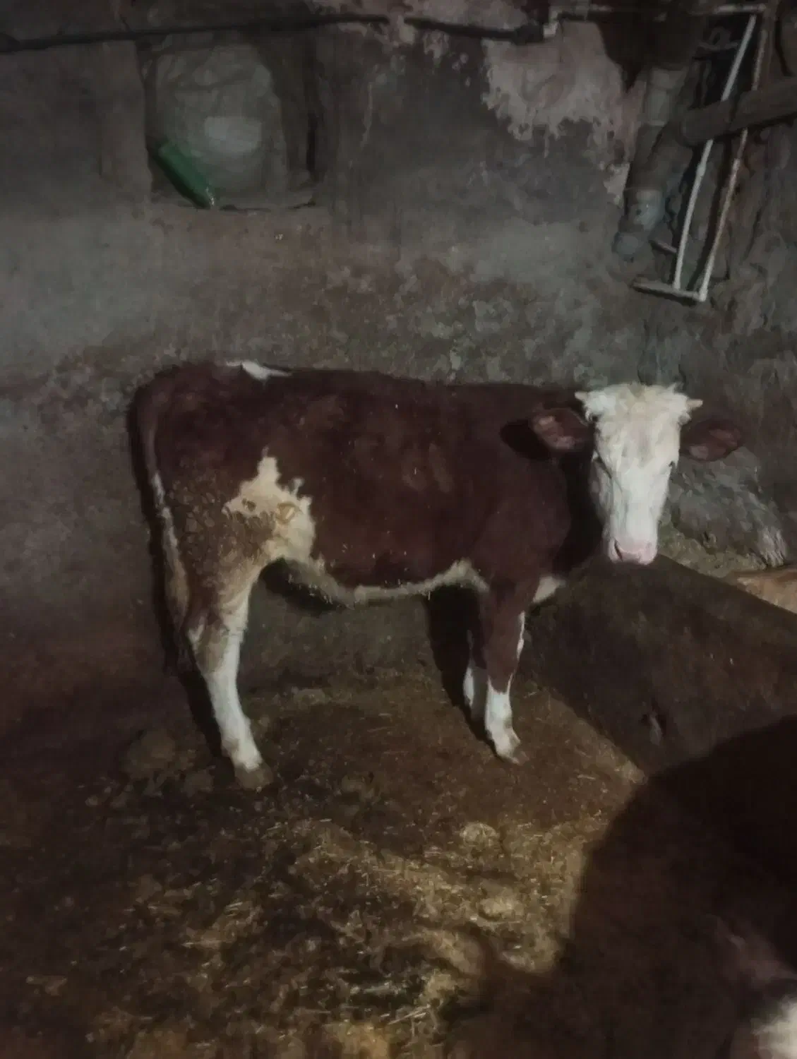 گوساله ماده|حیوانات مزرعه|دهگلان, |دیوار