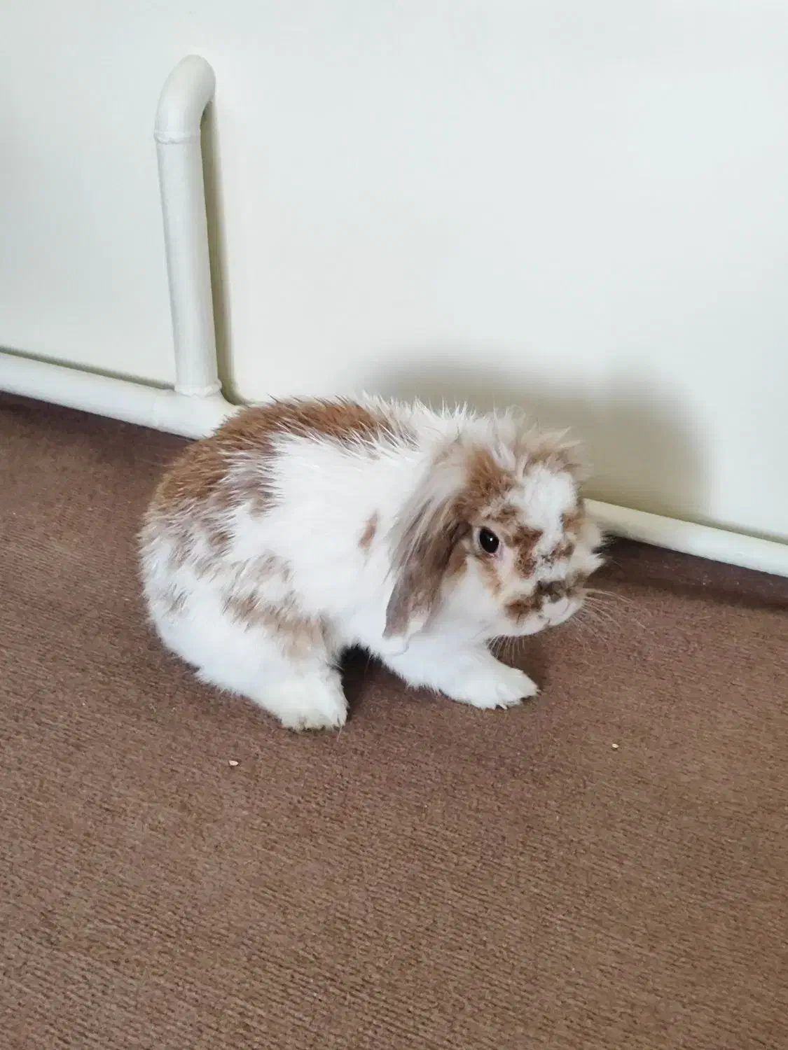 خرگوش لوپ ماده|موش و خرگوش|تهران, جیحون|دیوار