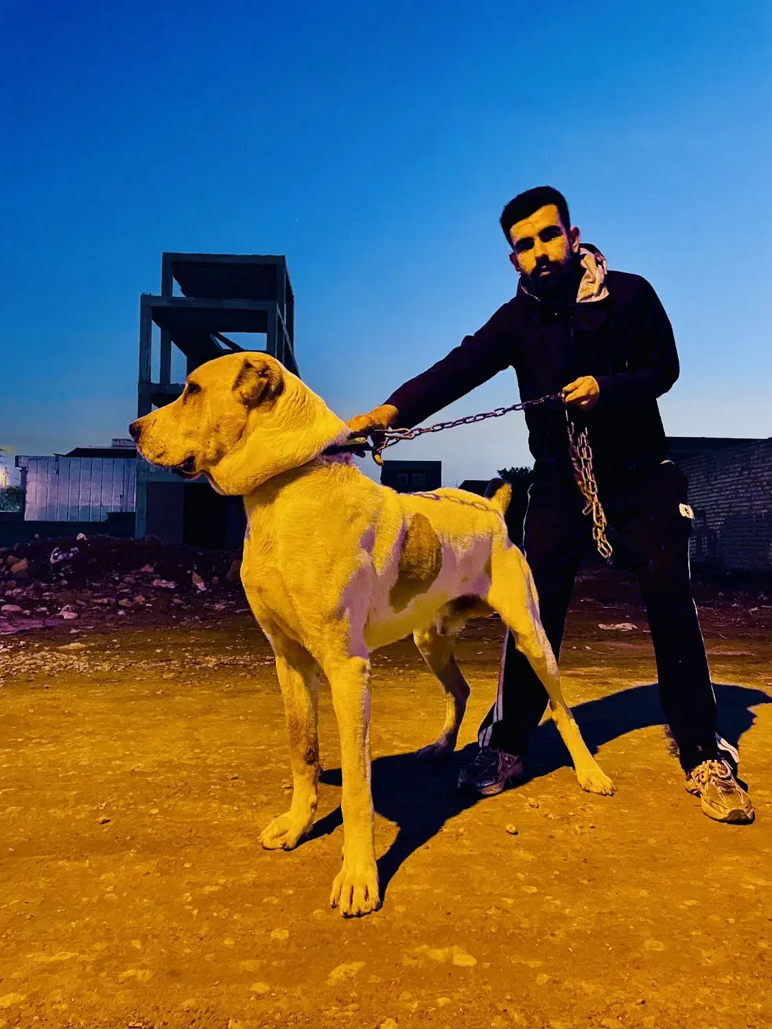 سگ آلابای نر|سگ|گنبد کاووس, |دیوار