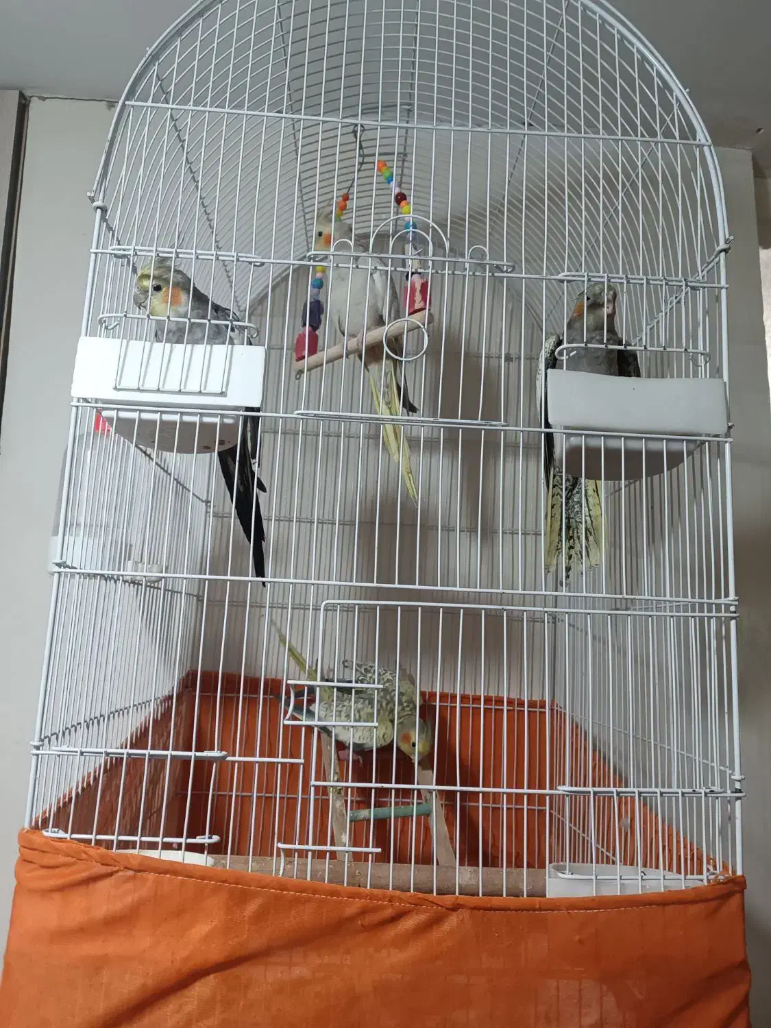 عروس هلندی|پرنده|بشاریات, |دیوار