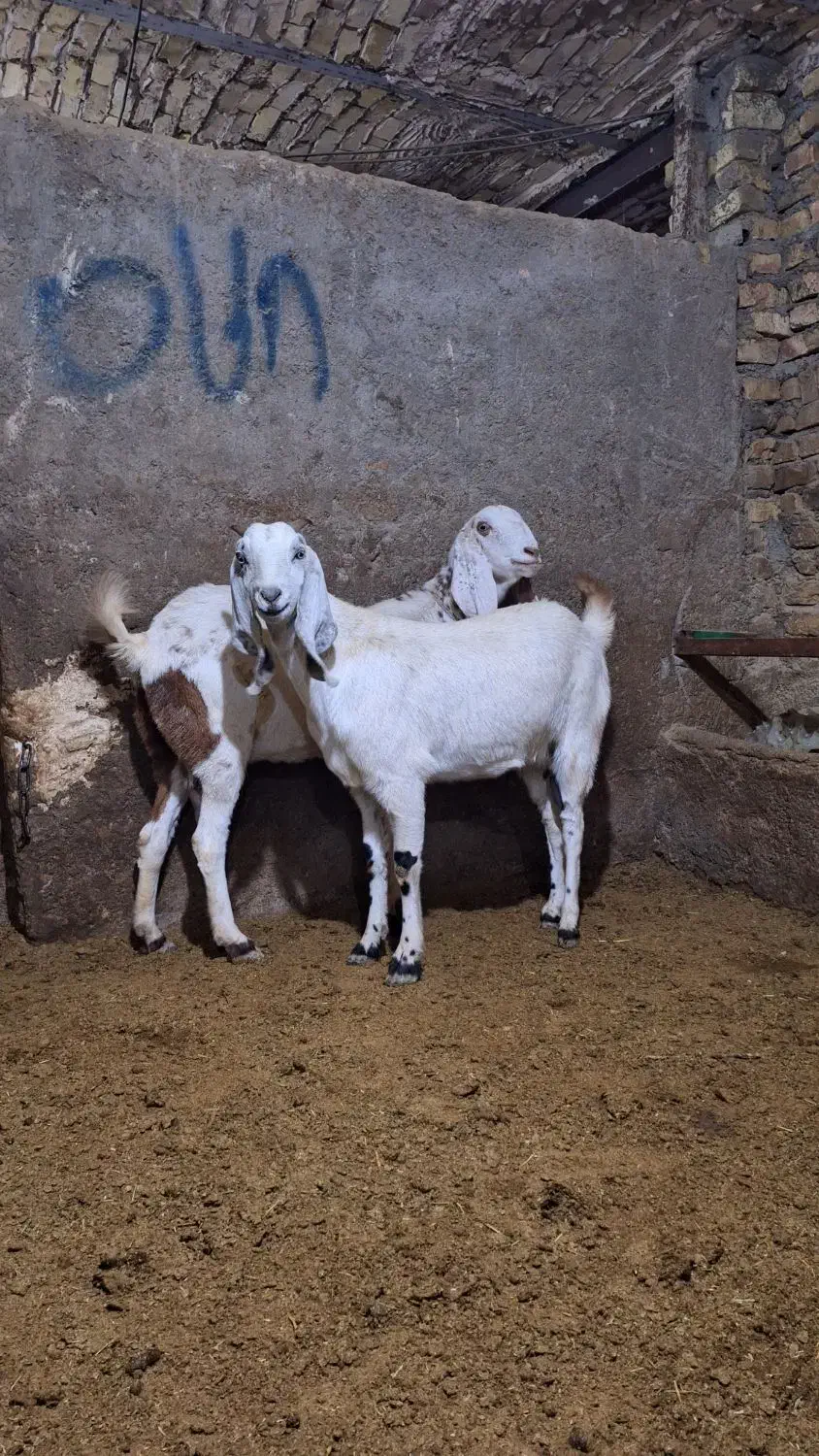 بز پاکستانی|حیوانات مزرعه|سردرود, |دیوار