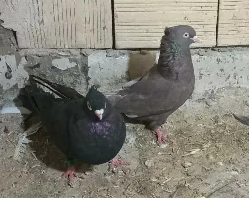 پرنده|پرنده|میاندوآب, |دیوار