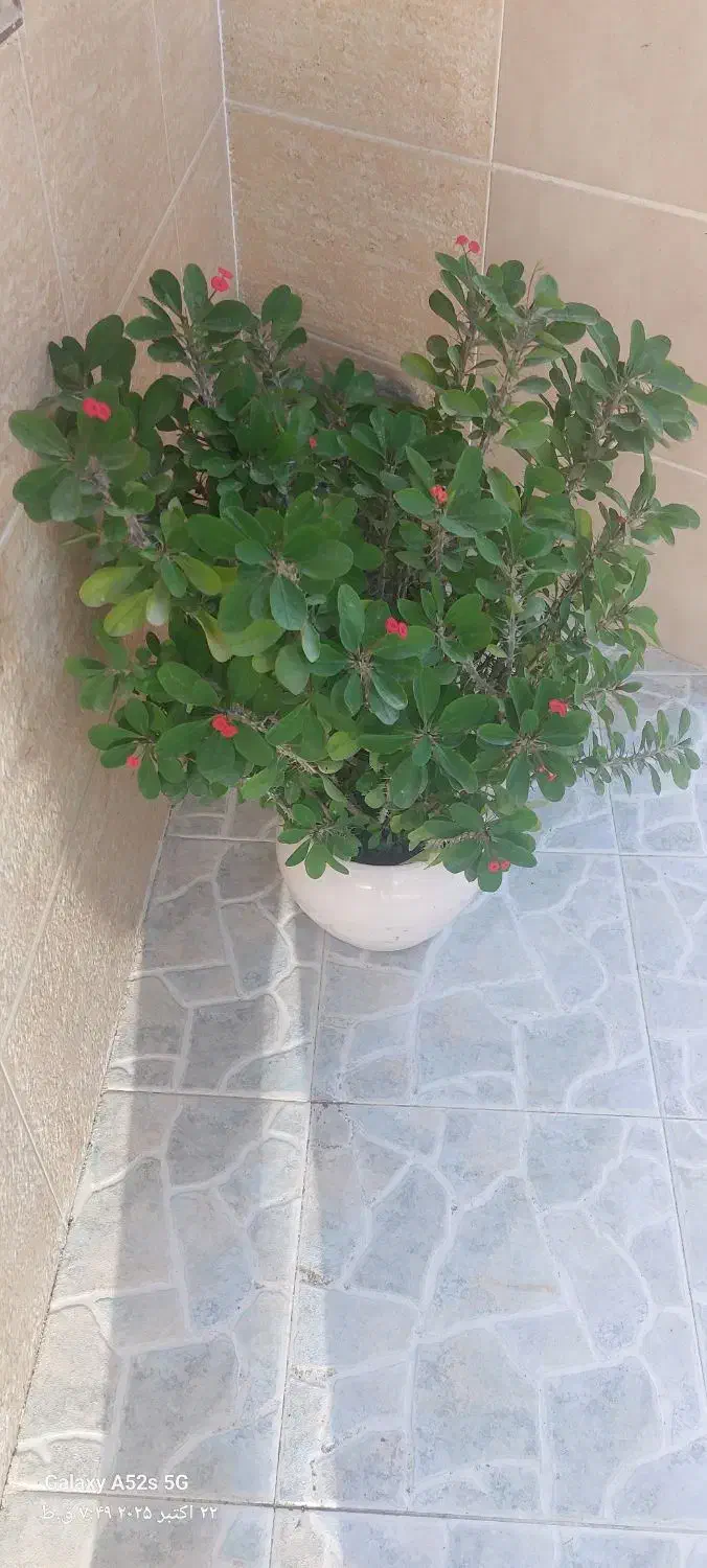 گل زیبا ی مرجان|گل و گیاه طبیعی|سنندج, |دیوار