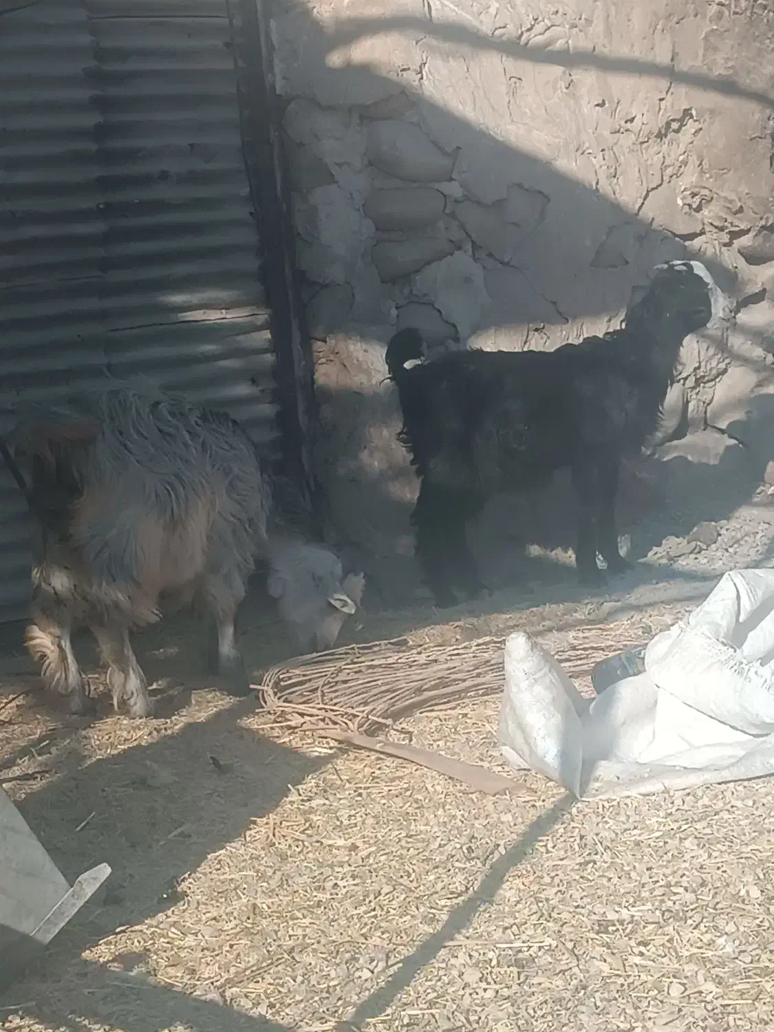 دو عدد کهره|حیوانات مزرعه|شیراز, سینما سعدی|دیوار