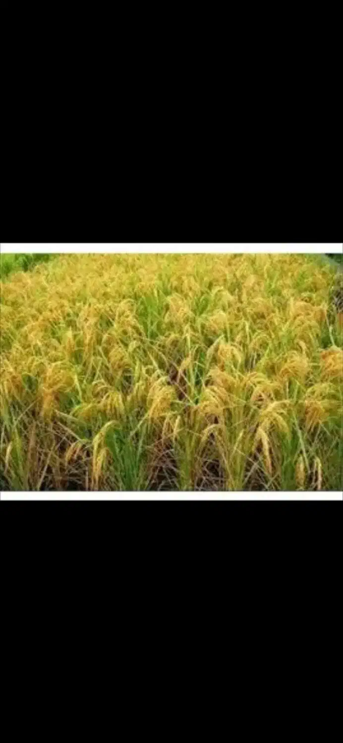 فروش ۱۰ هکتار شالیزار سنتی زیر کشت بر آسفالت|فروش زمین و ملک کلنگی|رشت, بازار|دیوار