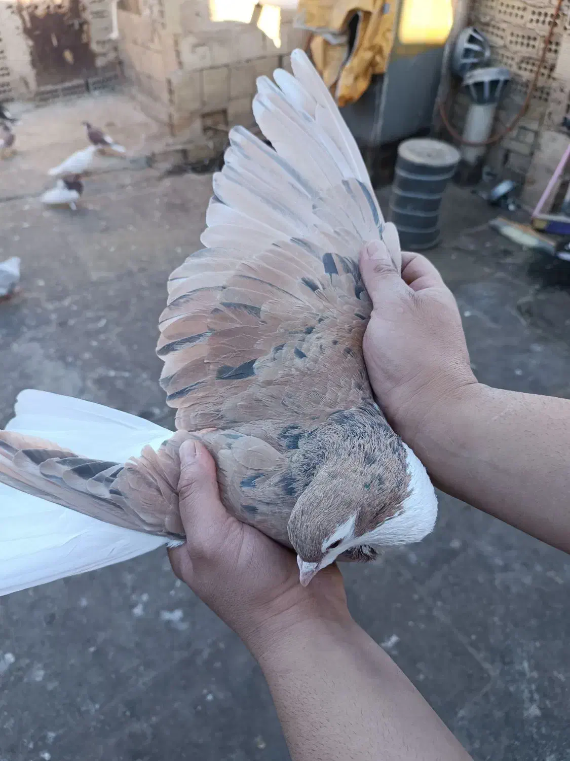 کبوترعتیقه نر|پرنده|مشهد, عامل|دیوار