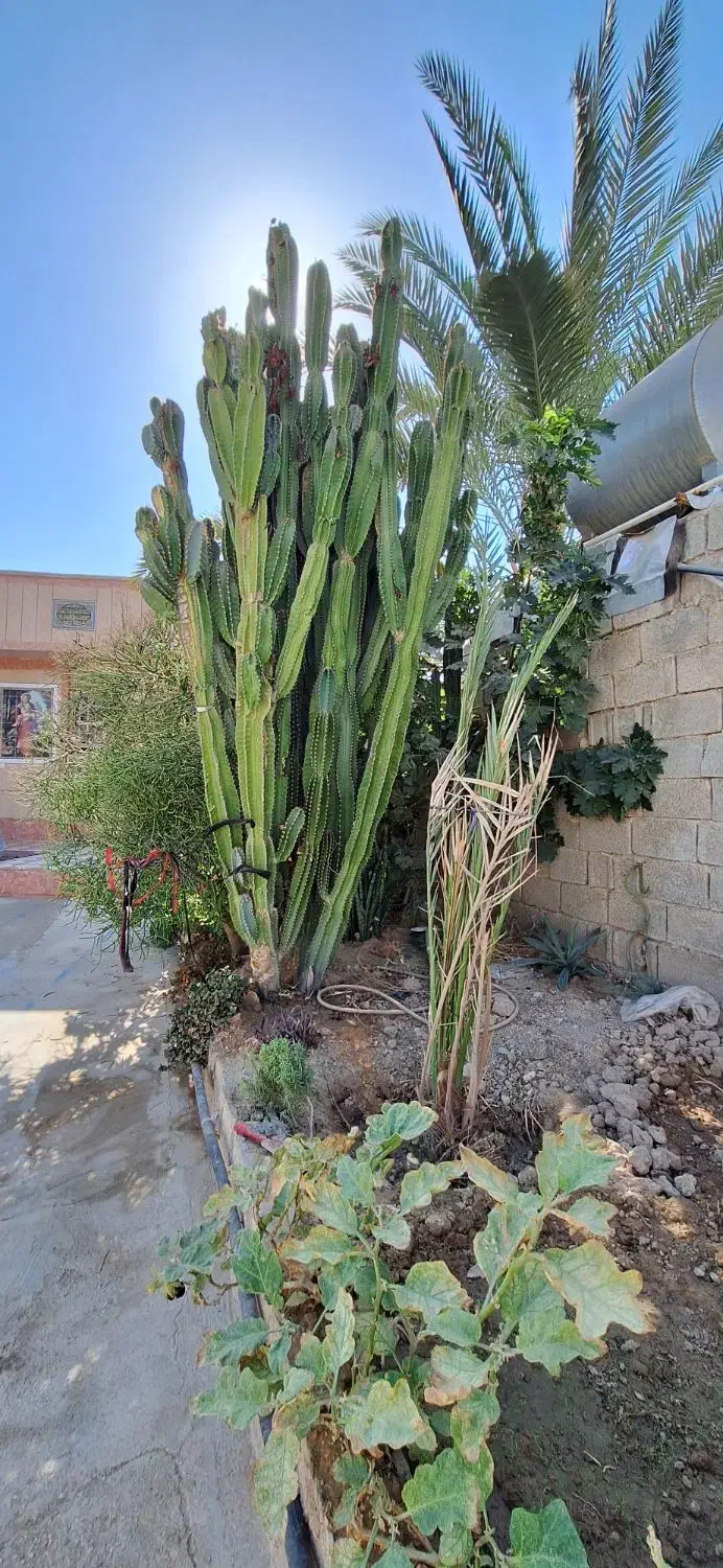 دوعدد کاک توس به فروش میرسد قیمت توافقی|گل و گیاه طبیعی|وحدتیه, |دیوار