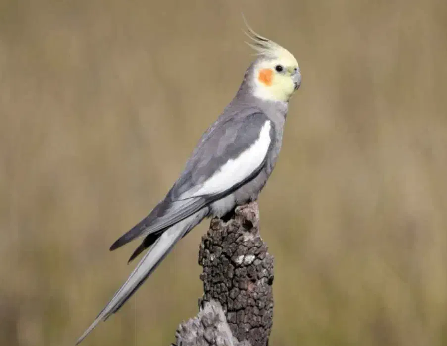 گمشده|حیوانات|خرم‌آباد, |دیوار