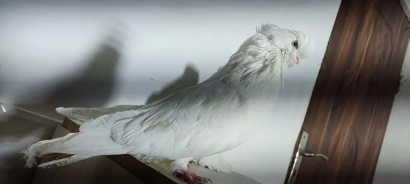 کبوتر نوک قنار رنگی|پرنده|چهاردانگه (تهران), |دیوار