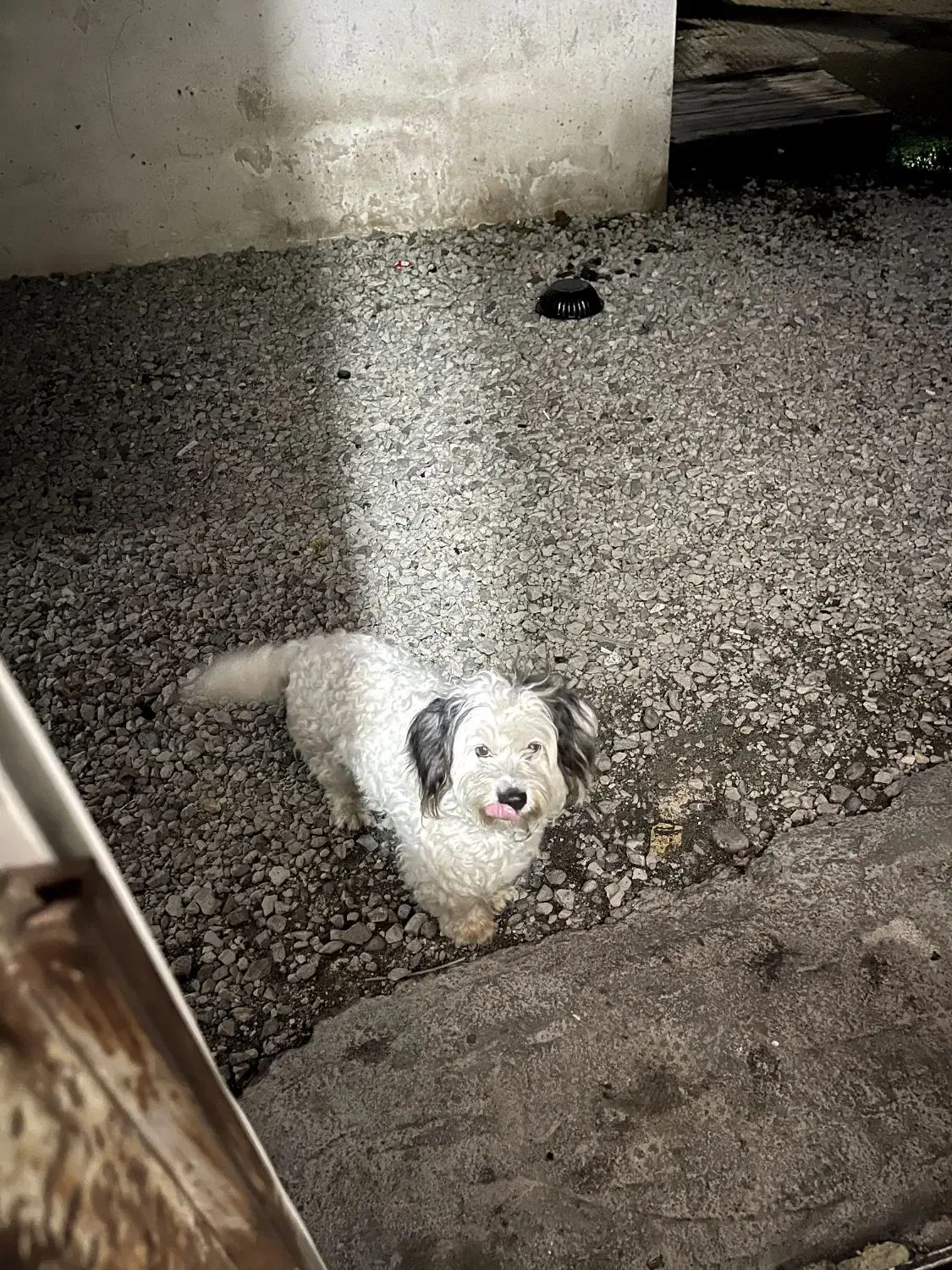 واگذاری رایگان|سگ|رامسر, |دیوار