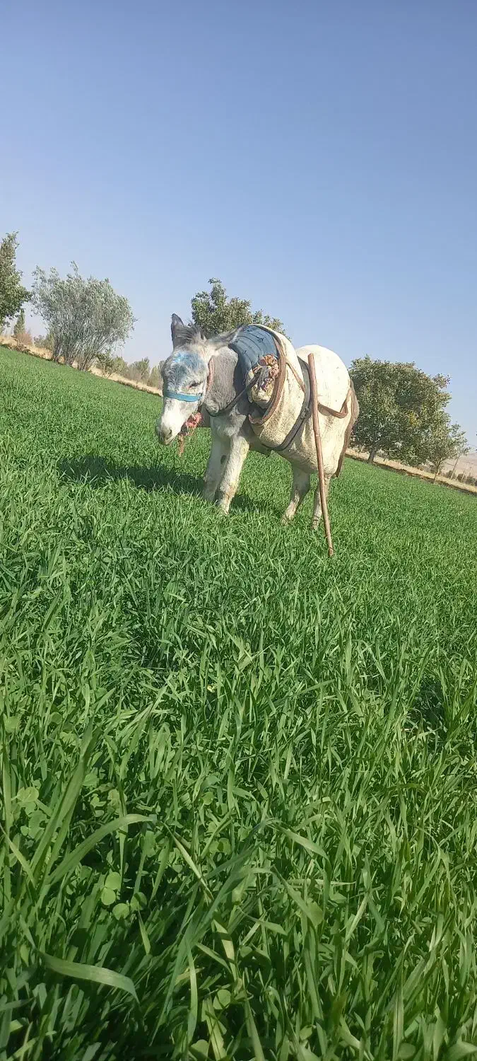 الاغ|حیوانات مزرعه|اشترینان, |دیوار