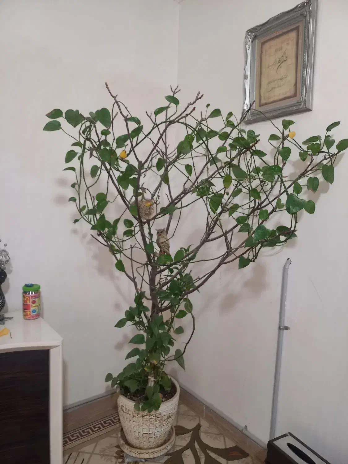 گل طبیعی پیچکی|گل و گیاه طبیعی|شریف‌آباد, |دیوار